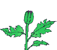 Gif of purple flower growing over time