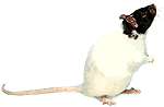 Old web gif of hooded rat begging for food