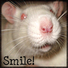 Gif of a pet albino rat looking at the camera with flashing text that says Smile!